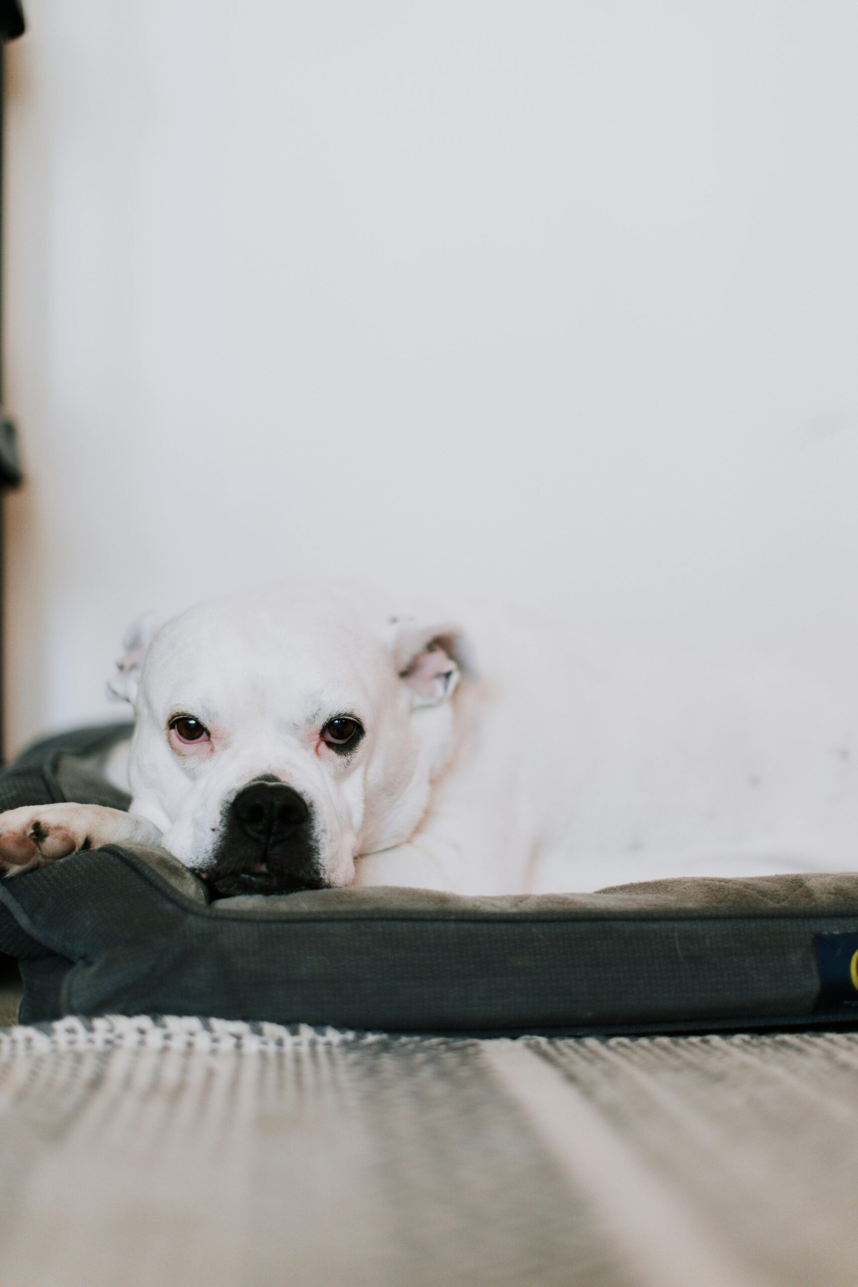 pexels-kelly-16707721